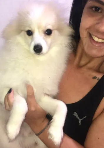Spitz alemao Merle