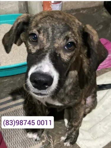 Cachorro macho castrado para adoção (1 ano e 6 meses)