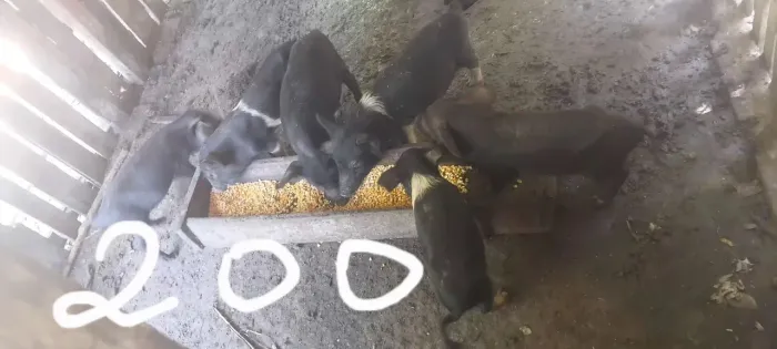 Porco todos