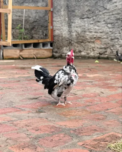 Vendo esse Galo mini garnisé