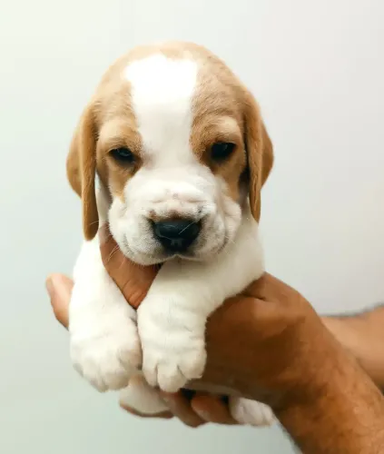 Filhotes de Beagles 