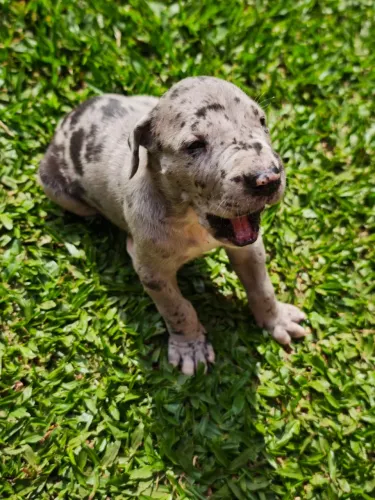 Filhote Dogue Alemão