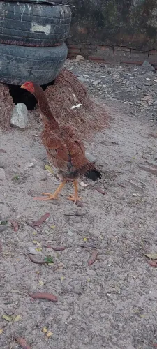 Franga carioca