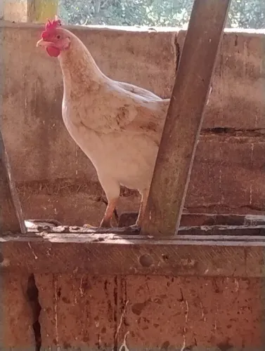 Vendo Galizé