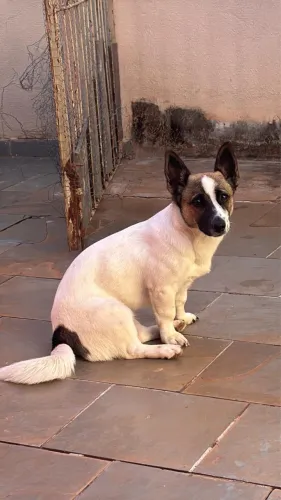 Doando cachorra de porte pequeno