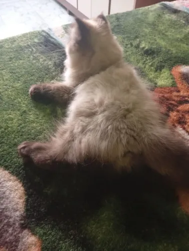 Vendo filhote de gato persa alta genética os azuis belíssimos interessados chamar no PV
