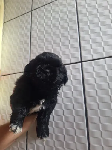 Filhotes de Shih-tzu à venda!<br>