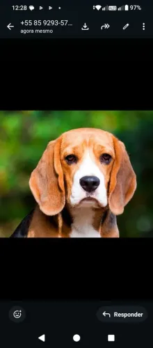 Vende se beagle 