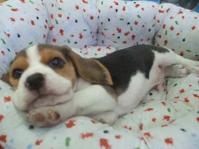 Beagle Já imaginou ter essa raça incrível na sua vida?