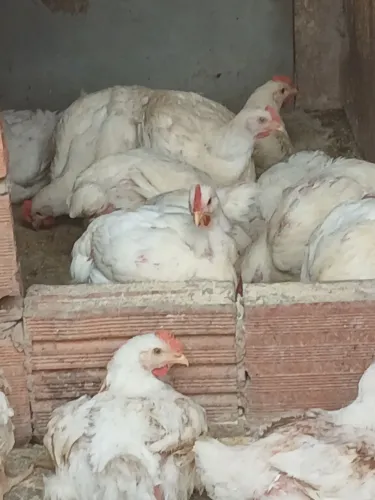 Vendo frango de granja