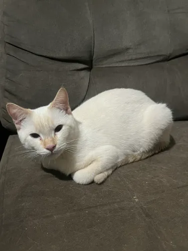 Doação de um gatinho macho