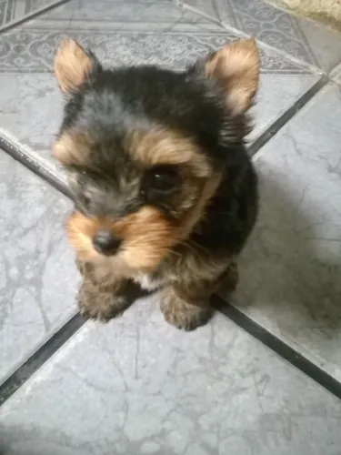 Yorkshire Terrier