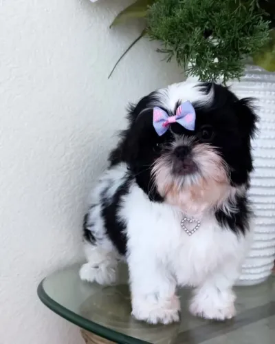 Shihtzu fêmea 