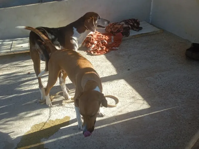 Americano urrado linagen foxhound americano valo 200 reais Whatsapp *