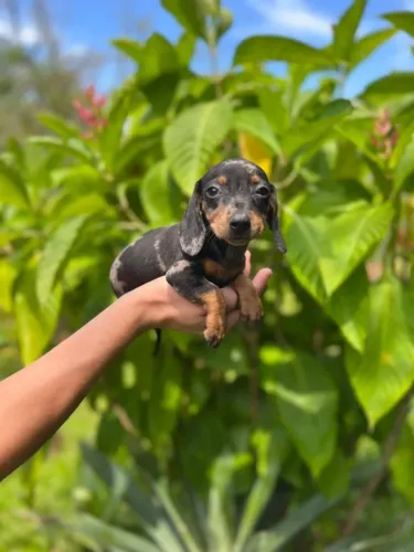 dachshund