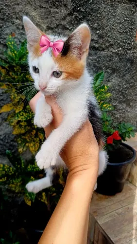 Doação dessa linda gatinha (2 meses)