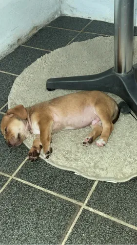 Cachorro