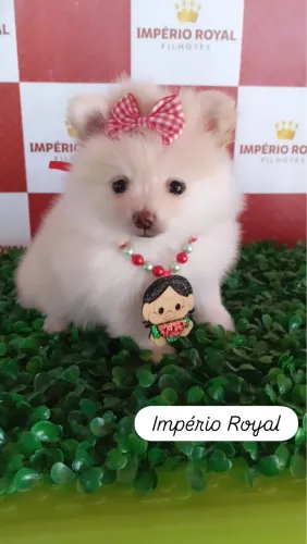 Lulu da Pomerania Fêmea anã com pedigree cbkc