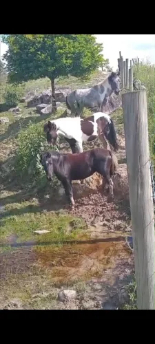 Vendo pôneis