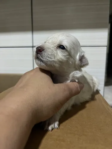 Cachorro poodle