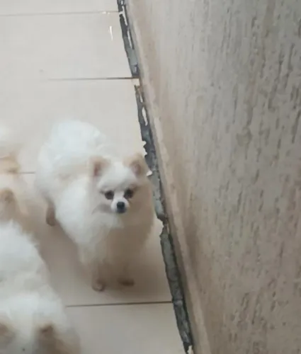 Luluzinha 7 meses fêmea