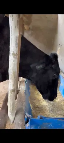 vendo vaca 