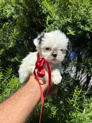 Shih fêmea branca macho disponíveis leia o anúncio abaixo 