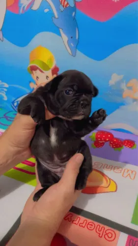 Filhote de buldogue francês