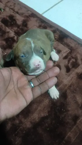Carro Pitbull