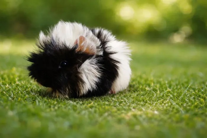 Porquinho da índia PERUANO 