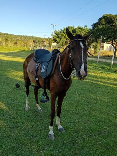 Porda bem novinha