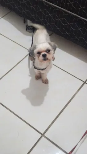 Vendo cachorro shiatsu.