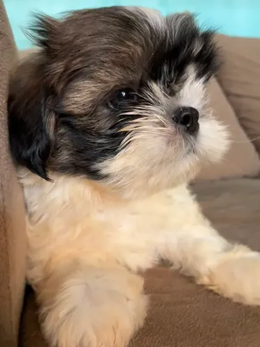 Pet