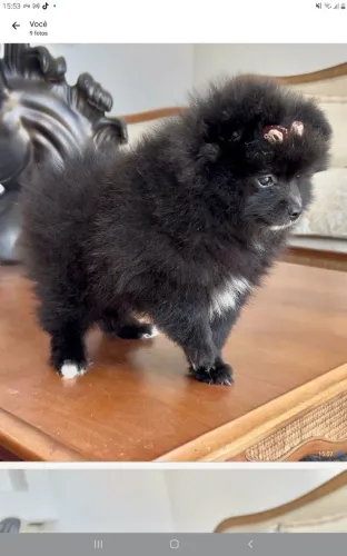 Lulu