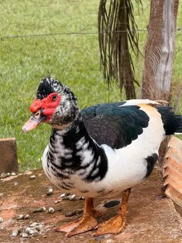 Pato
