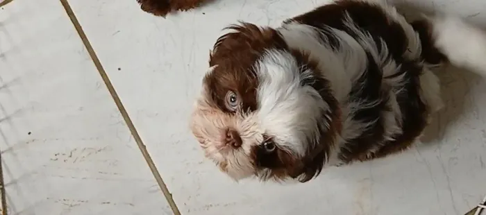 shihtzu femea