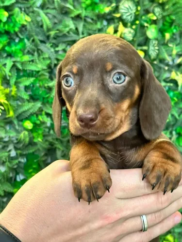 Dachshund fofo