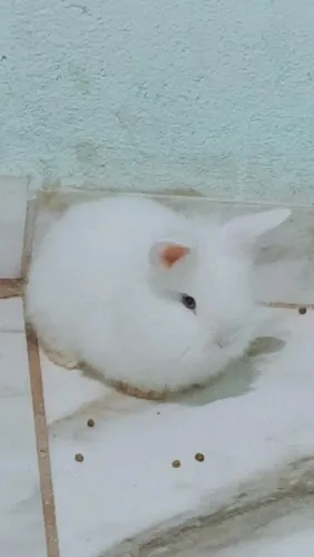 Coelhos mini lion lop