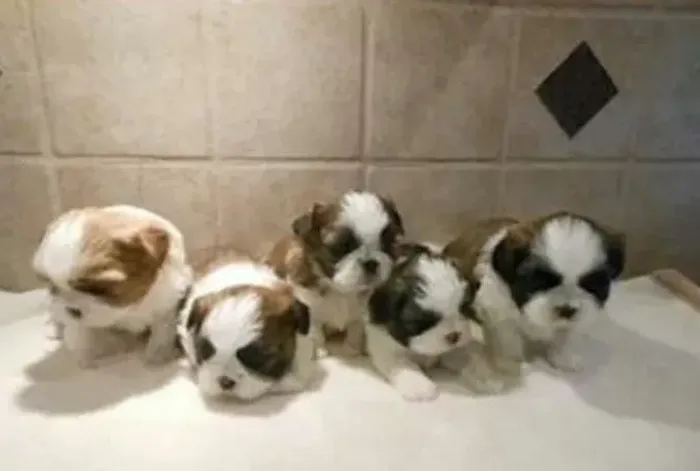 Shih tzu Mini - Lindos Filhotes - Aceito Cartão 12 x