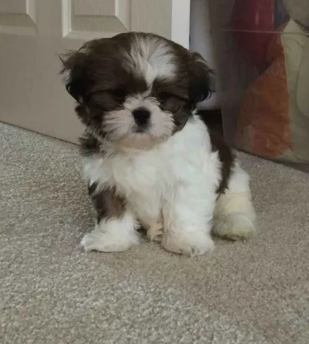 Filhote shih tzu, Seja recebido com alegria e carinho todos os dias!