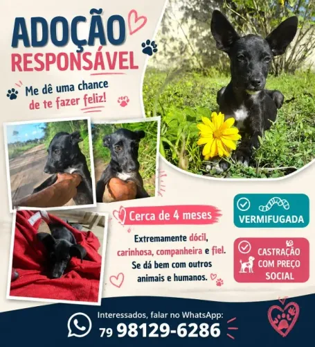 Doação Responsável filhote