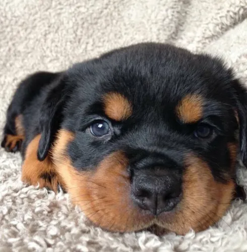 Rottweiler A melhor surpresa pode chegar com quatro patinhas