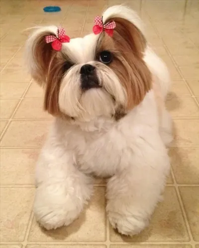 Procuro shih tzu macho p comprar adulto