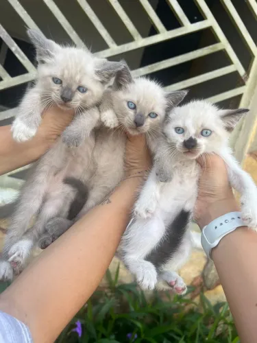 Gatinhos pra doar 