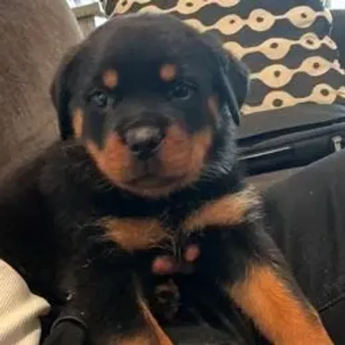 Rottweiler,Rottweiler Filhote Muito Amoroso e Dócil