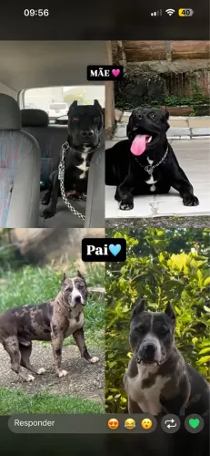 Filhotes de pitbul