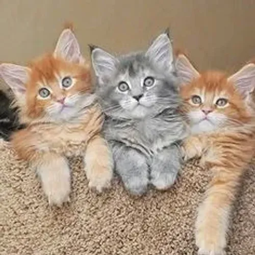 Maine Coon Gato gigante