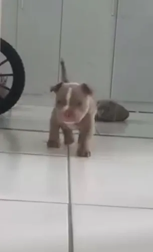 Bully