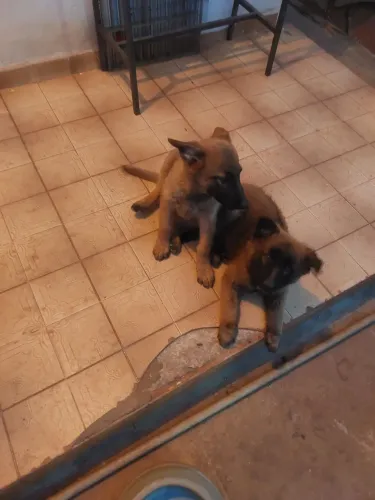 Pastor Belga de Malinois