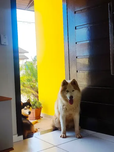 Casal de Husky Siberiano - ADOÇÃO